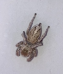 Habronattus coecatus