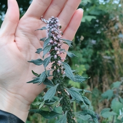 Leonurus quinquelobatus