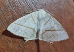 Brachurapteryx breviaria