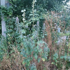 Leonurus quinquelobatus