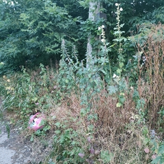 Leonurus quinquelobatus