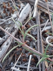 Silene portensis