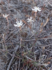 Silene portensis