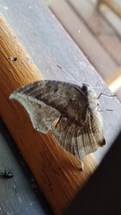 Memphis moruus