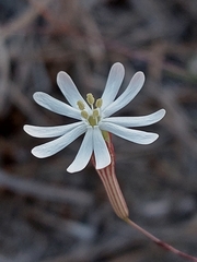 Silene portensis