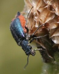 Anthomalachius spinosus