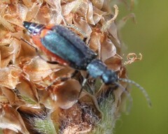 Anthomalachius spinosus