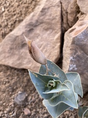 Astragalus asclepiadoides