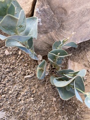 Astragalus asclepiadoides