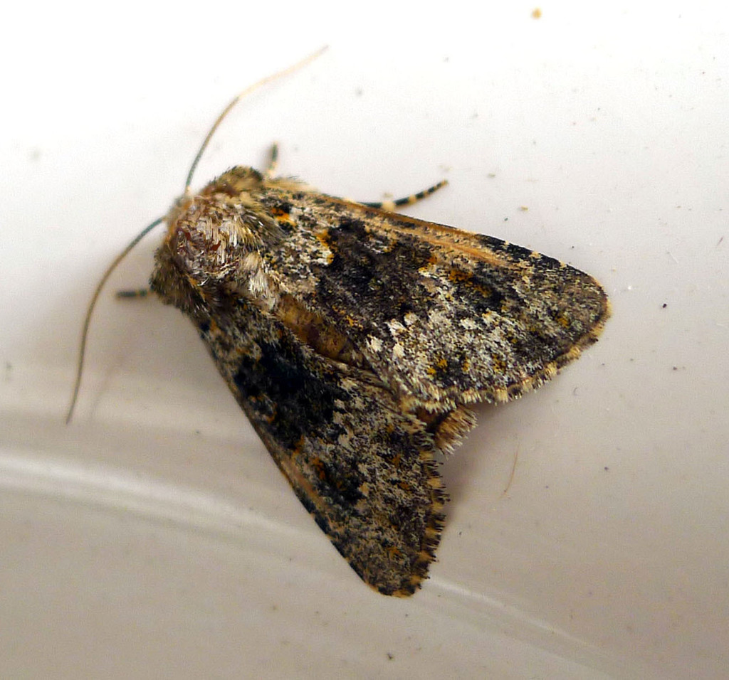 Black-banded