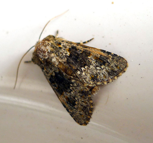 Black-banded