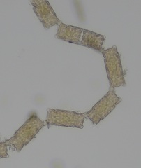 Odontella aurita