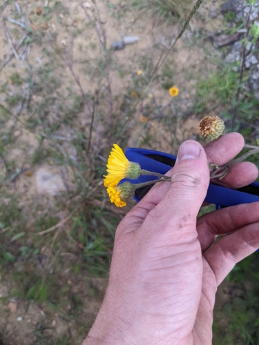 Image of Mexican Arnica (Heterotheca inuloides) by (c) Connor McInerney, some rights reserved (CC BY)