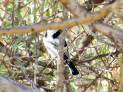 Batis pririt affinis