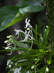 Vanda falcata
