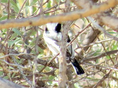 Batis pririt affinis