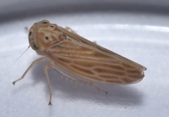 Agalliina