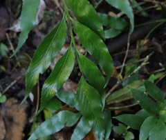 Asplenium gemmiferum