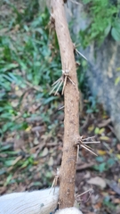 Pereskia