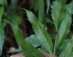 Asplenium gemmiferum