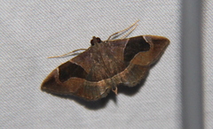 Lamprosema sinaloanensis