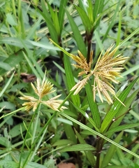 Cyperus polystachyos