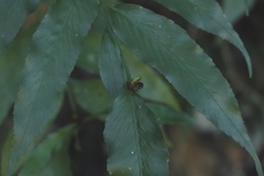 Asplenium gemmiferum