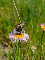 Heliothis oregonica