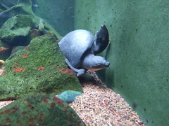 Carettochelys insculpta