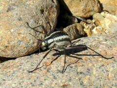 Stenocara gracilipes