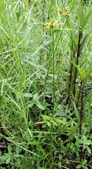 Cyperus polystachyos