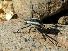 Stenocara gracilipes