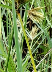 Cyperus polystachyos
