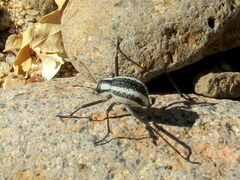 Stenocara gracilipes