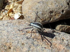 Stenocara gracilipes