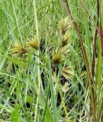 Cyperus polystachyos