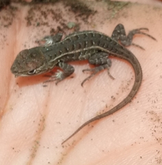 Sceloporus aeneus