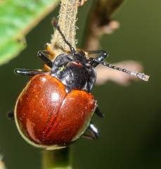 Corynomalus rufipennis