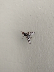 Pseudodyscrasis