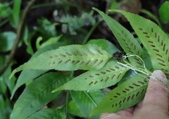 Asplenium gemmiferum