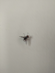 Pseudodyscrasis