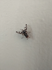 Pseudodyscrasis