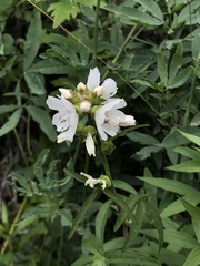 Sidalcea candida
