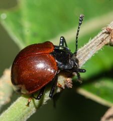 Corynomalus rufipennis
