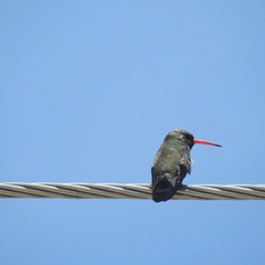 Cynanthus latirostris