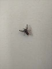 Pseudodyscrasis