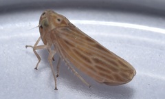 Agalliina