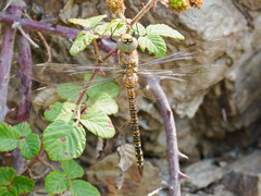 Aeshna mixta