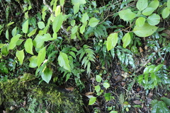 Asplenium gemmiferum