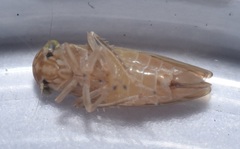 Agalliina